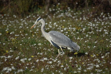 Gray Heron