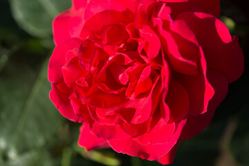Rose flower macro. red rose flower closeup. High quality natural background. Beautiful background