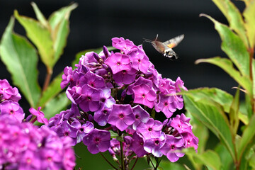 Taubenschw&auml;nzchen