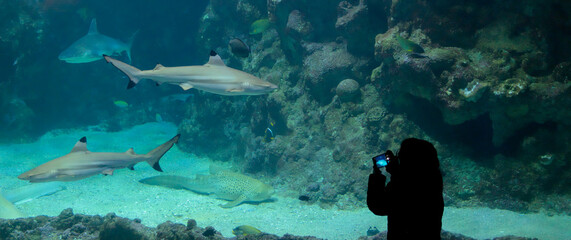 Enfant qui prend des photos devant l'aquarium aux requins (Océanopolis Brest). 
