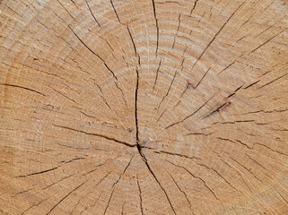 Fototapeta premium cross section of tree - wooden background