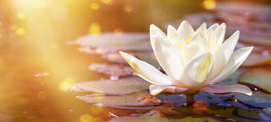 white water lily in pond under sunlight. Blossom time of lotus flower	
