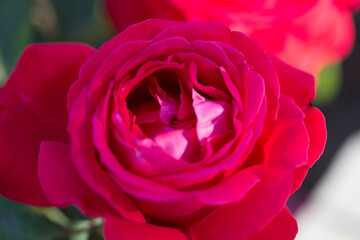 Fototapeta premium Rose flower macro. red rose flower closeup. High quality natural background. Beautiful background