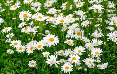 A fragment of a field with white flowering daisies growing in large numbers in green lush grass in sunny summer. Flowers in the meadow.