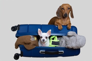 Two dogs are posing on a large open blue suitcase full of things, going on a trip. Dachshund dog and small chihuahua among things - photo on white background.