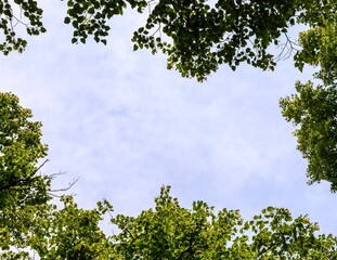 Green foliage of trees forming a frame for placing text on a summer theme, and inside there is a blue sky and light clouds. Natural frame for text.