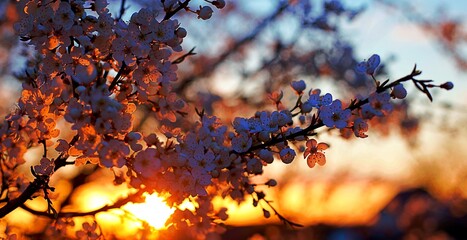 Kwiat jabłoni z zachodzącym wiosennym słońcem w tle