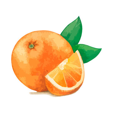 Watercolor orange. Vector fruit illustration for a cookbook, ingredients of recipes, advertising, cards for children and botanical magazines. Natural and organic agricultural product