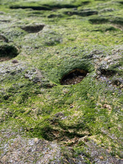 Obraz premium Closeup of winter coast rocks covered with moss