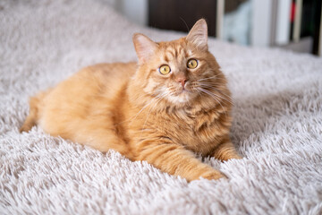 Red British cat with yellow eyes on the bed in the room at home. Beautiful home pet on a beige background.