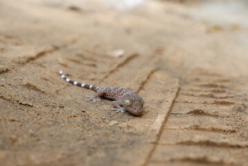 A small gecko is on the road and copy space
