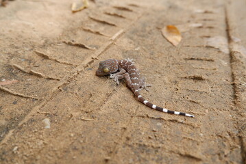 A small gecko is on the road