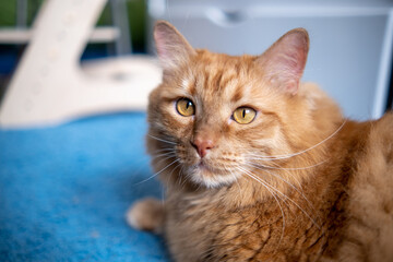 Red British cat with yellow eyes on a blue carpet in a room at home. Beautiful pet.