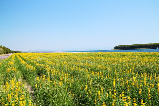 ルーピン Images Browse 131 Stock Photos Vectors And Video Adobe Stock