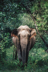 Face to Face Elephant in Yala National Park, Sri Lanka