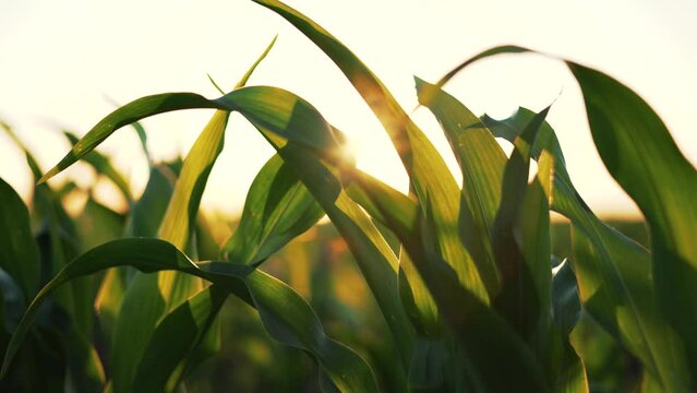 Agriculture. Leaves of corn in sun at sunset. Corn plantation.Green leaves of plants in field. Farm of maize plants.Agriculture concept. Maize plantation at sunset.Green leaves on an agricultural farm