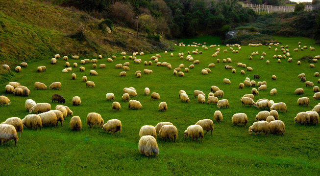 reba&ntilde;o de ovejas vascas en un prado