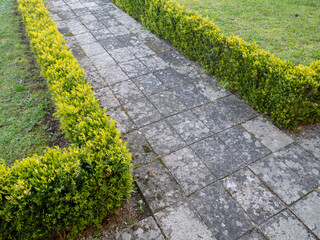 Buxus sempervirens or common box low hedges