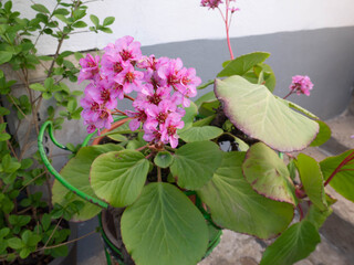 Bergenia crassifolia or elephant-eared saxifrage or badan