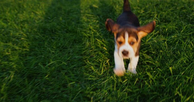 Cute beagle puppy running around the yard at home