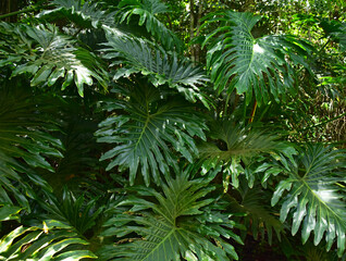 
Green carved philodendron leaves in the botanical garden in Sao Paulo in Brazil