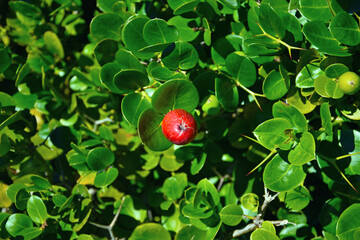 Carissa macrocarpa green leaves and red 
ripe berry at Kirstenbosch National Botanical Garden in...