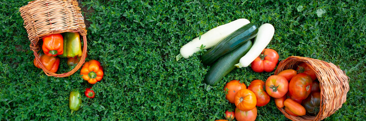 Fresh healthy tomatoes and bell peppers lie in baskets on the green grass