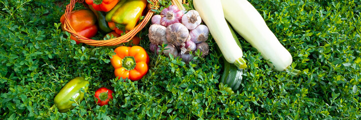 Fresh healthy tomatoes and bell peppers lie in baskets on the green grass