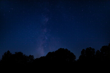Bright stars and Milky Way over the trees