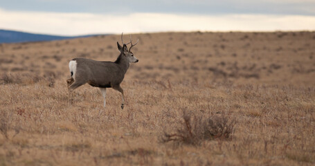 Walking mule deer buck