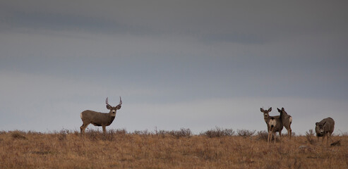 Fototapeta na wymiar Mule deer herd on a Montana hill