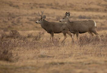 Mule deer pair during mating season