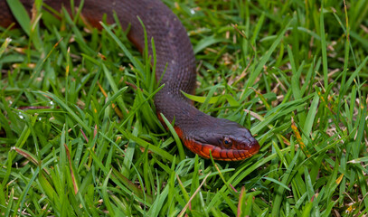 Snake serptentining on the grass