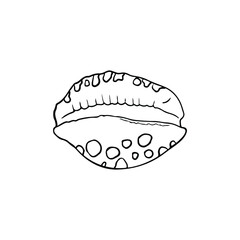 Single vector element isolated on white background. Seashell