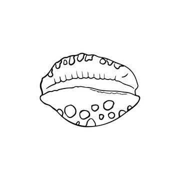 recommend clip art: Single vector element isolated on white background. Seashell