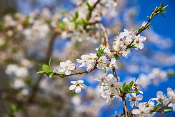 Blooming plant against blue sky in the summer day. Spring background