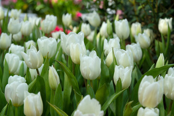 Beautiful white tulips in the morning tulip garden
