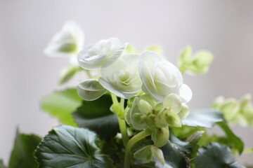 Obraz na płótnie Canvas Blooming with white flowers home pot plant Impatiens,