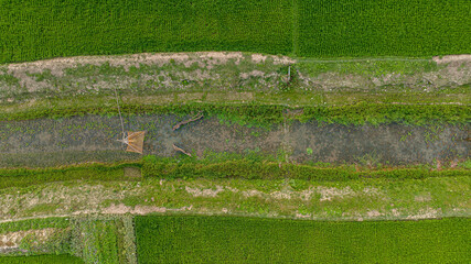 rice field and dead river aerial in bangladesh