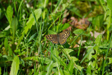 Speckled Wood Butterfly (Pararge aegeria) sitting on grass in Zurich, Switzerland