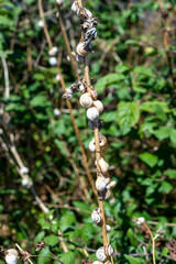 Vertical photo. Snail shells on a dry branch. Nature landscape. 