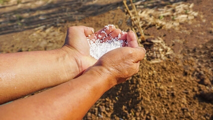 Hand holding chemical fertilizer, material for nourishing plants planted in agricultural gardens.
