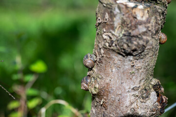 snail on trunk of apple tree 