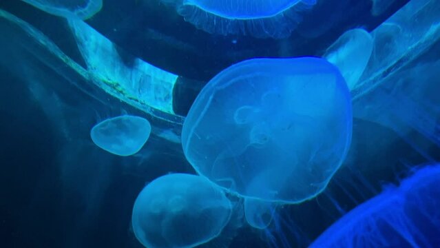 Moon jellyfish swimming in a tank at the aquarium