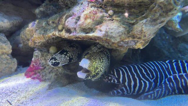 Floral and zebra moray eel side by side with their mouths open
