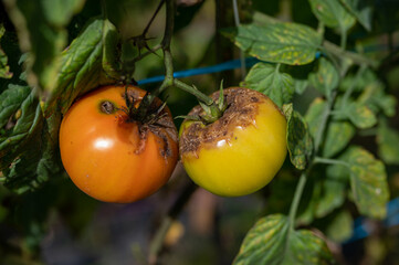 tomatoes on the vine with brown and black skin affected from disease 