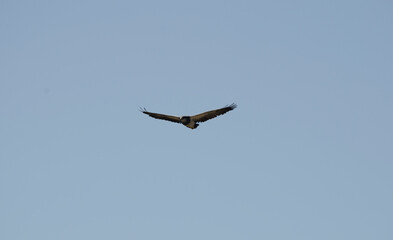 Obraz premium black eagle of patagonia in full flight with outstretched wings and blue sky in the background