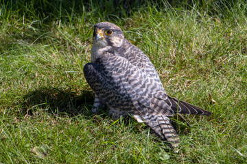 The peregrine falcon (Falco peregrinus) in a green grass