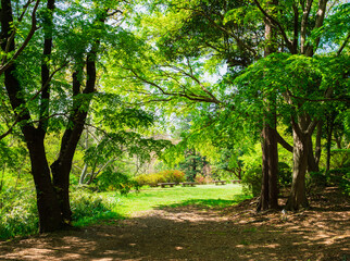 新緑の公園