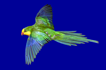 The superb parrot (Polytelis swainsonii) flying on a blue background